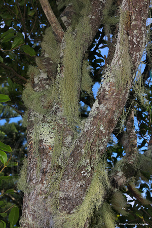 Unidentified Lichen on Araucaria heterophylla - Norfolk Pine -Captain Cook Lookout, Norfolk National Park, Norfolk Island
