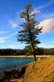 Lone Pine - Emily Bay, Kingston, Norfolk Island