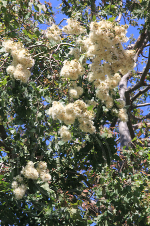 Corymbia torelliana - Cadaghi - Mt George, NSW