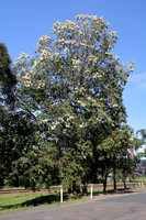 Corymbia torreliana - Cadaghi