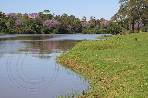 Jacaranda mimosifolia, Riverside Park, Kempsey, NSW 13.11.2015
