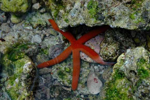 Ophidiaster confertus - Orange Sea Star - Neds Beach,Lord Howe Island,Australia
