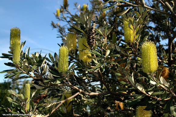 Banksia integrifolia Watsons Bay,Camp Cove,South Head