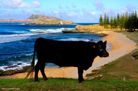Norfolk Island Coast , Beaches & Bays