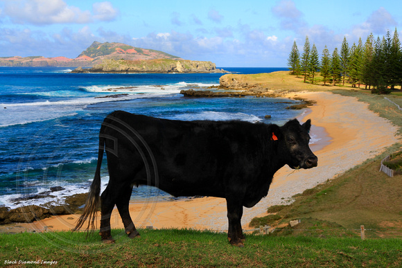 Black Aberdeen Angus Cow Taking in the View at Cemetery Beach, Norfolk Island