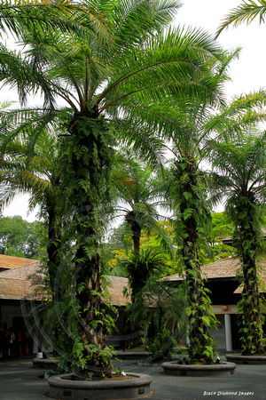 Elaeis guineensis- African Oil Palm, Kelapa Sawit