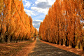 Populus nigra cv. Italica - Lombardy Poplars, Lawsons Lane, Meadow Flat, Central West, NSW