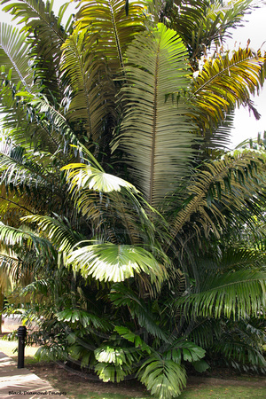Arenga obtusifolia - Lankap, Palm Heart(Vegetable), Sumatra Sugar Palm