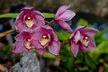 ORCHID(2)