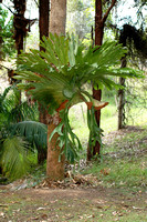 ZEN-Australian Rainforest Epiphytes