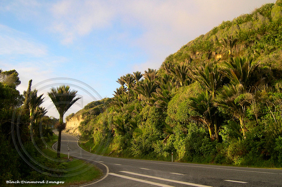 Rhopalostylis sapida - Nikau Palm in West Coast Habitat, South Island, New Zealand