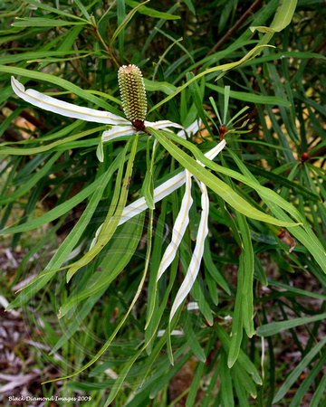 Banksia aquilonia(9415)ed