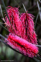 Flora of South Western Australia