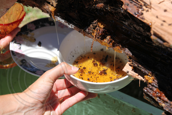 Extracting The Wax and Honey From a Native Bee Hive in a Log