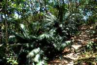 Palms and Cycads of the World