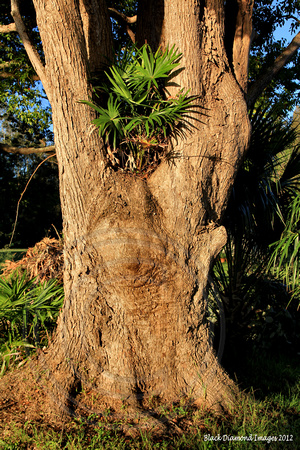 Livistona australis, Cabbage Palm in Tree at Darawank School, Lakes Way, Darawank, NSW