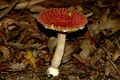 Pink Fungi15