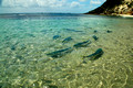 Fish Feeding Daily at 11.00am - Neds Beach, Lord Howe Island, NSW, Australia