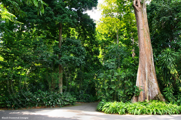 Tropical Rainforest, Singapore Botanic Gardens