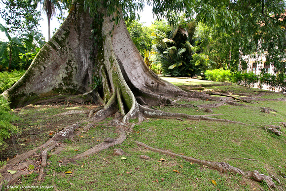 Ceiba pentandra var. caribaea - Kapok, Silk Cotton Tree,Kabu Kabu, Singapore Botanic Gardens