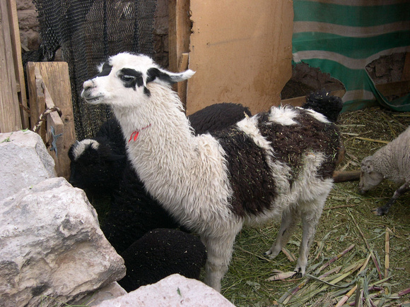 San Pedro de Atacama, Desert Altiplano (90)