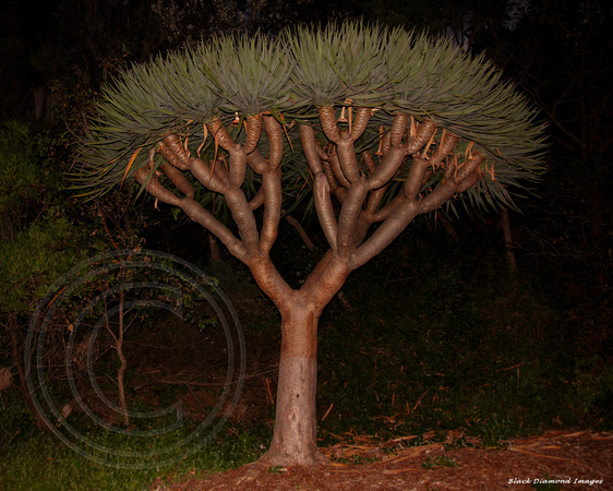 Dracaena Draco - Canary Islands Dragon Tree, North Wollongong Beach, NSW