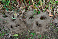 Spider/Ant Holes