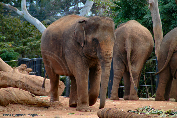 Elephants-Taronga Zoo,Sydney