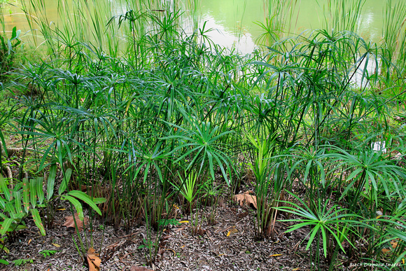 Cyperus alternifolius - Singapore Botanic Gardens
