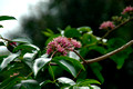 Melicope elleryana - Pink Euodia
