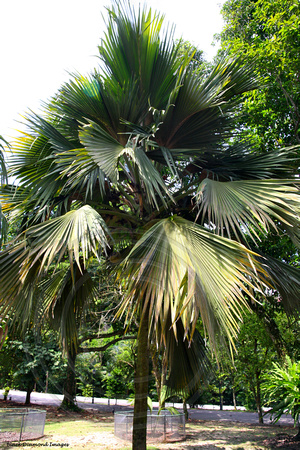 Lodoicea maldivica - Double Coconut Palm, Coco de Mer