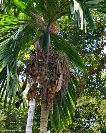 Areca catechu - Betel Nut Palm, Pinang