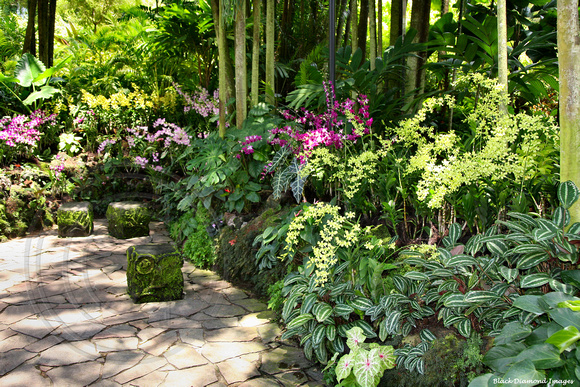 National Orchid Garden, Singapore Botanic Gardens