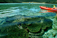 Lagoon - Shore Lord Howe Oct 2006 (26)ed