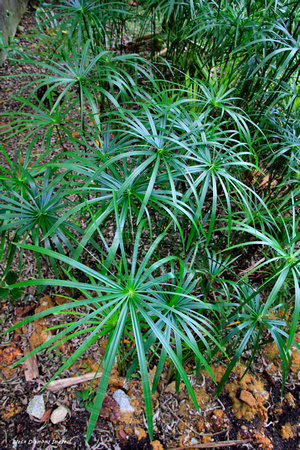 Cyperus alternifolius - Singapore Botanic Gardens