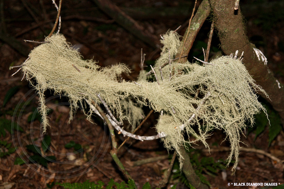Possibly Usnea angulata - Boorganna Nature Reserve,Comboyne,NSW