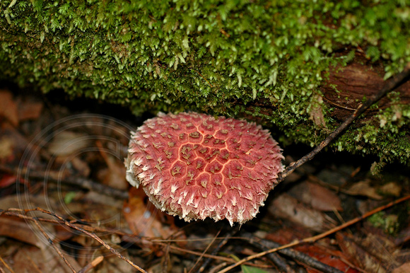 Pink Fungi98