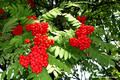 Sorbus aucuparia subsp. aucuparia - Rowan
