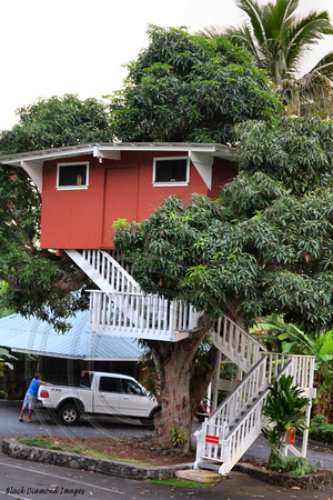 Tree House in a Mango Tree, The Big Island, Hawaii