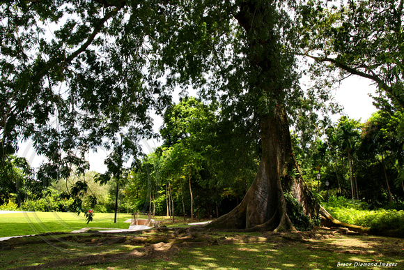 Ceiba pentandra var. caribaea - Kapok, Silk Cotton Tree,Kabu Kabu, Singapore Botanic Gardens