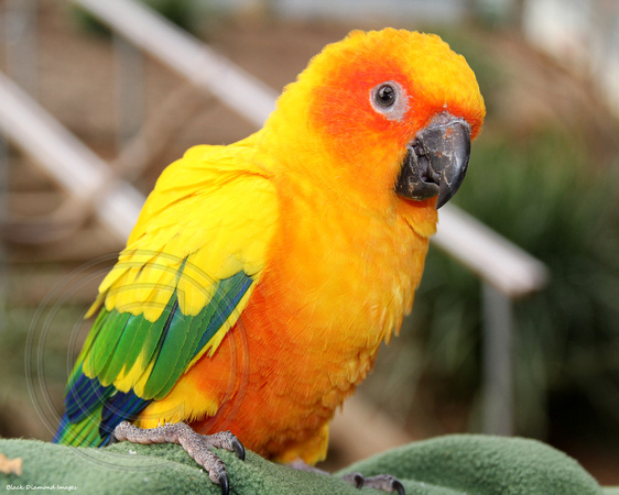 Bird Aviary, Maleny Botanic Gardens, Sunshine Coast, QLD