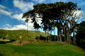 Ficus Macrophylla subsp.columnaris - Lord Howe Island Banyan