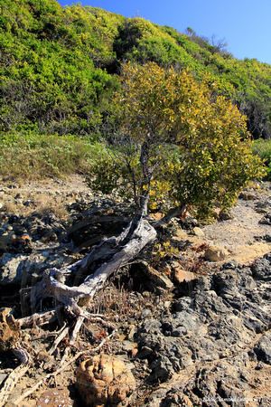 Ancient Avicennia marina subsp. australasica - Grey mangrove, White mangrove - Red Head, NSW