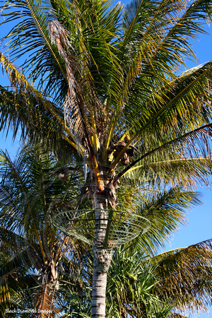 Cocos nucifera - Gladstone, Queensland, Australia