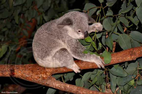 Phascolarctos cinereus - Koala at Australia Zoo, Sunshine Coast, Qld