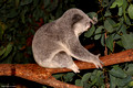 Phascolarctos cinereus - Koala at Australia Zoo, Sunshine Coast, Qld
