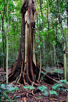 Wingham Bush Rainforest Reserve