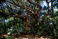 Ficus Macrophylla subsp.columnaris - Lord Howe Island Banyan