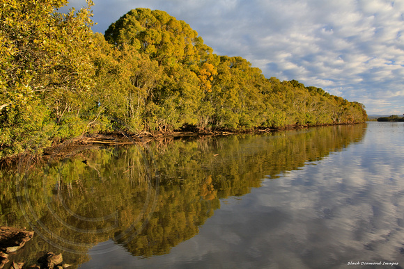 Mangrove & Cloud Reflections on the Manning River - Ferry Road, Oxley Island