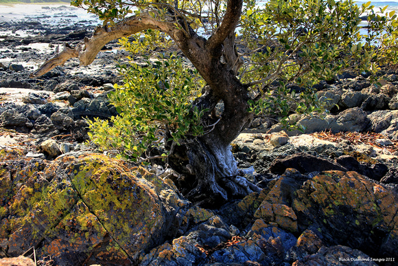 Avicennia marina subsp. australasica - Grey mangrove, White mangrove - Red Head, NSW
